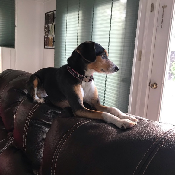 Meet your Posher, Layla - Picture 1 of 1